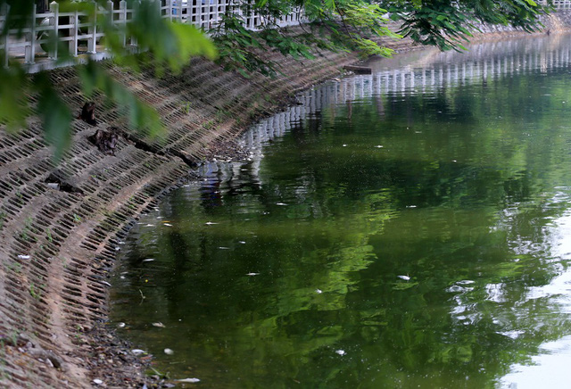 Hồ Trúc Bạch - Hà Nội bất ngờ xuất hiện tình trạng cá chết hàng loạt - Ảnh 9.