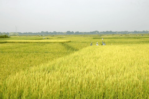 ngân sách nhà nước hỗ trợ 1 triệu đồng/ha/năm đối với đất chuyên trồng lúa nước.