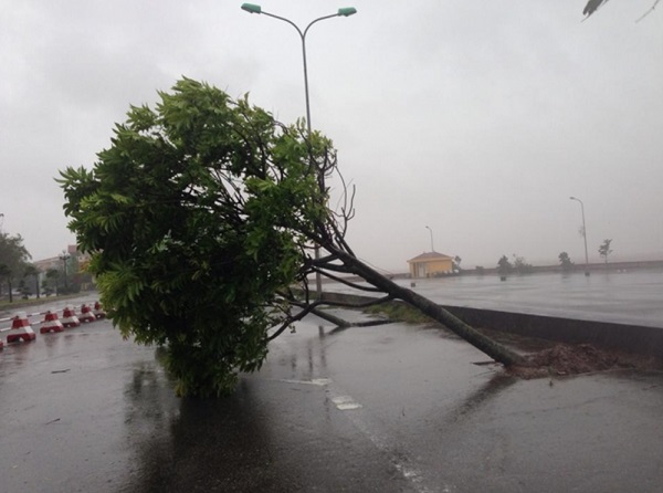 Cây đổ trong bão ven biển Đồ Sơn, Hải Phòng. Ảnh: Nguồn VTC News.