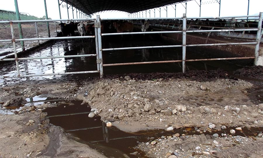 Thực trạng xả thải tại trại chăn nuôi bò.