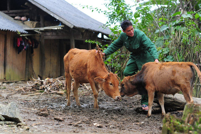 Anh Tráng Quán Xì – người dân tộc Phù Lá (Bắc Hà, Lào Cai) – hào hứng cho biết con bò được hỗ trợ cuối năm 2014 nay đã sinh bê con.