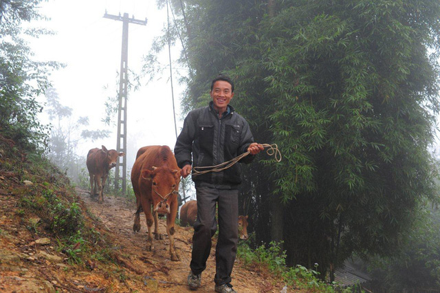 Con bò chương trình tặng cho gia đình anh Phàn Vàng Páo (thôn Lùng Thàng, Xín Cái, Mèo Vạc, Hà Giang) vào năm 2014 đã sinh được 1 chú bê con và chuẩn bị sinh lứa thứ 2 vào cuối năm nay.