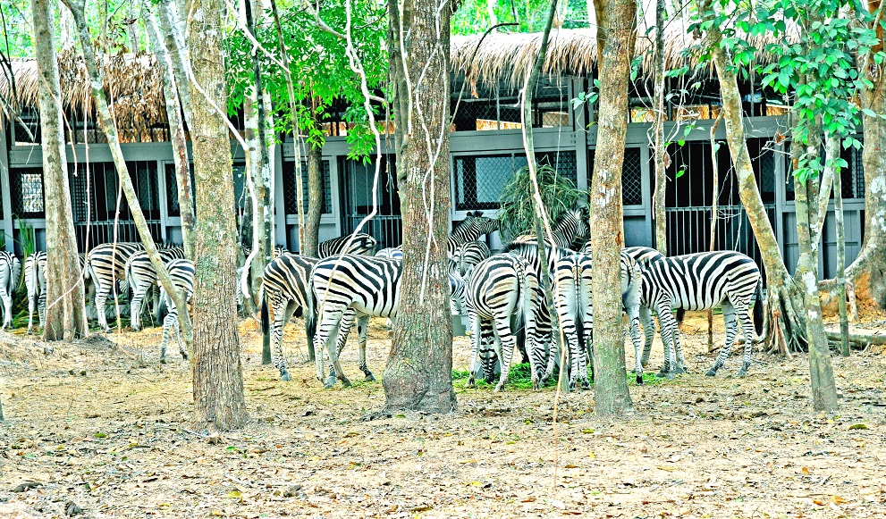 Bên cạnh hai phân khu chính, Vinpearl Safari Phú Quốc còn có các phân khu chức năng khác như: khu chuồng cách ly kiểm dịch, khu phố mua sắm sản phẩm du lịch và Bệnh viện thú y lớn nhất Đông Nam Á.