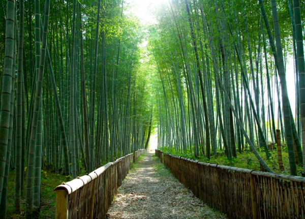 Rừng tre Sagano tuyệt đẹp ở Kyoto, Nhật Bản