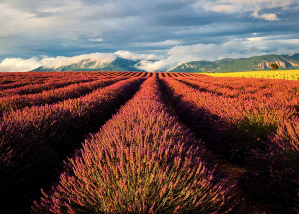Những thảm hoa larvender ngút ngàn là hình ảnh đầu tiên mang đến cảm xúc mạnh mẽ ở vùng đất  Provence, Pháp