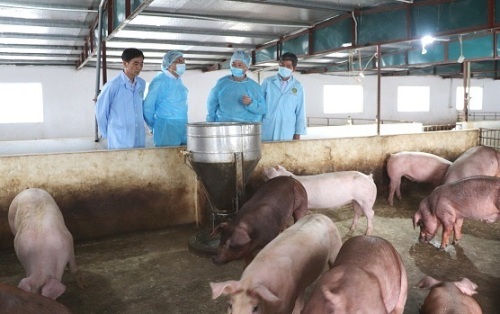 Hà Nội - Tiêu diệt ổ dịch tả lợn châu Phi với 145.467 lít hóa chất