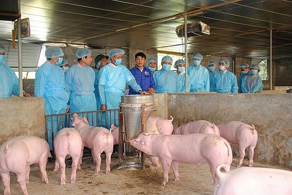 Lên kịch bản ứng phó nguy cơ dịch tả lợn châu Phi tràn vào Việt Nam - Ảnh 1