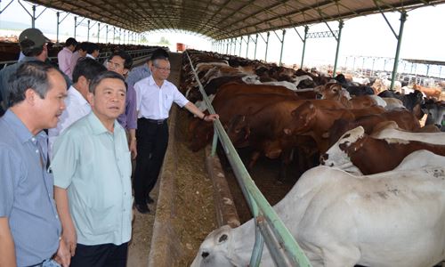 Trang trại bò sữa của Hoàng Anh Gia Lai. Ảnh: VNN