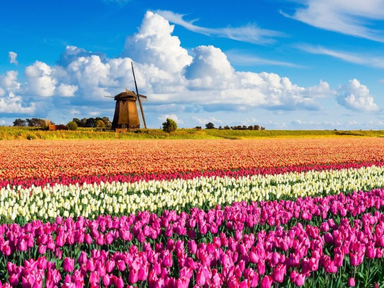  Vào khoảng thời gian giữa tháng 4, công viên Keukenhof ở Hà Lan được trải những thảm hoa Tulip rực rỡ như một bức tranh. 