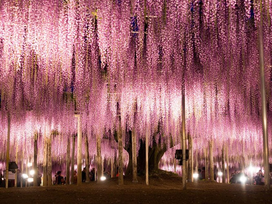  Vào mùa xuân, công viên hoa Ashikaga, Nhật Bản được bao phủ bởi sắc hồng tím thần tiên của hoa tử đằng. 
