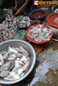 Cận cảnh chế biến món cá ươn thối, mất vệ sinh, ngậm nhiều vi khuẩn ảnh hưởng nghiêm trọng đến sức khỏe của người dùng. Ảnh:Lê Phương. 