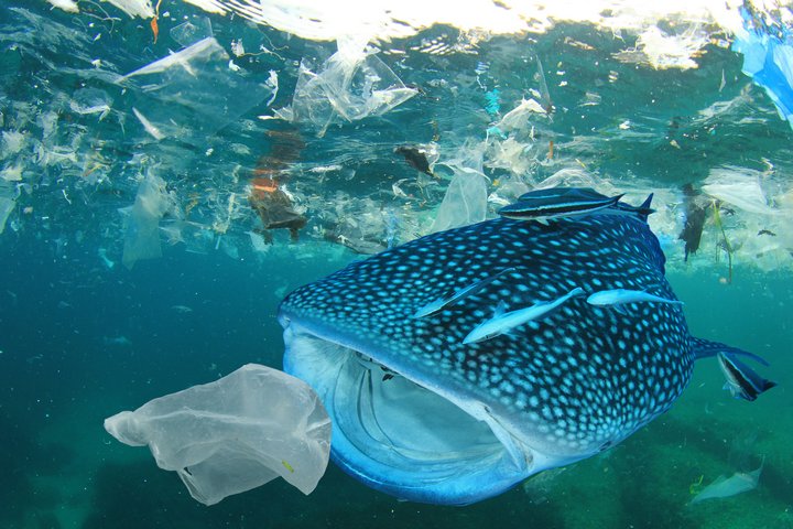  Rác thải nhựa trôi nổi khắp nơi trên biển, chúng phá hủy môi trường của những động vật ở đây.