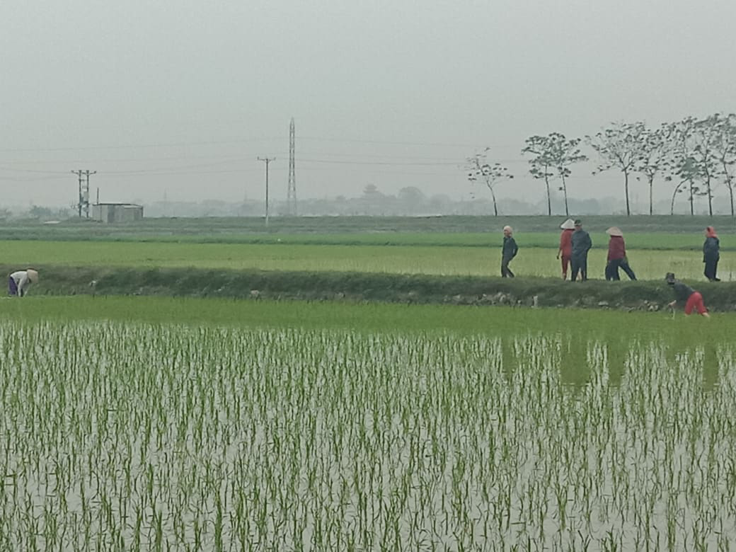 Cánh đồng thực tế đang được cấy lúa xanh tốt, sản lượng cao đáp ứng lương thực thiết yếu cho người dân.