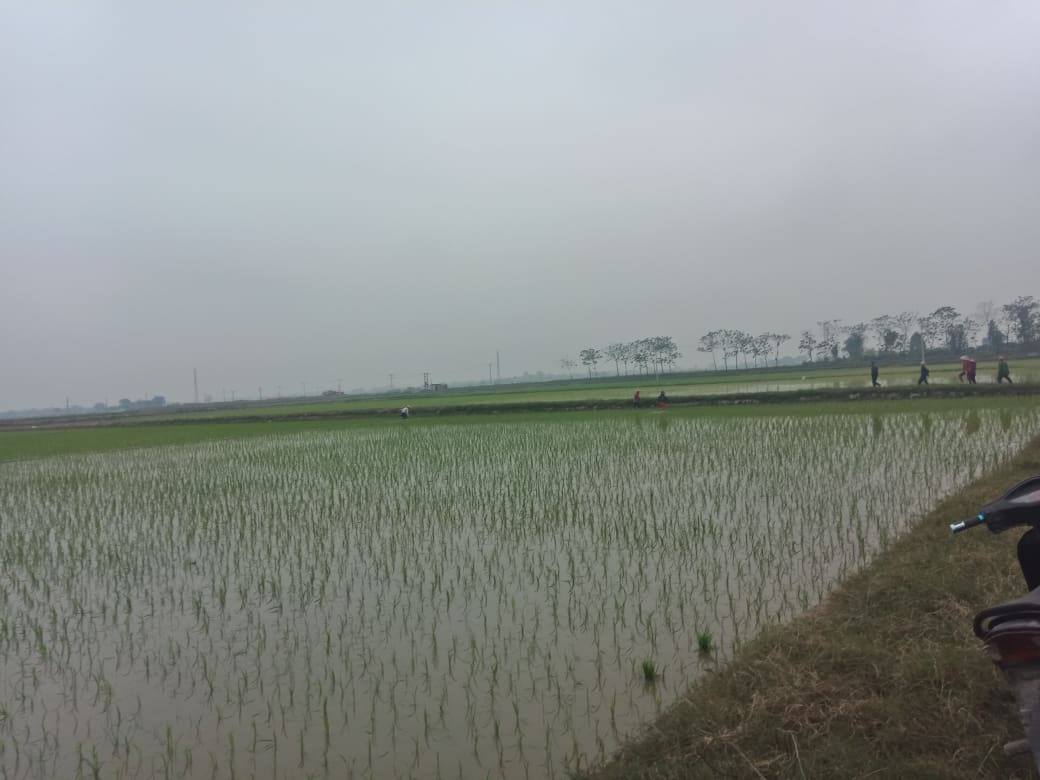 Cánh đồng xanh mướt của người dân thôn Kim Lâm đang có nguy cơ biến thành nghĩa trang.