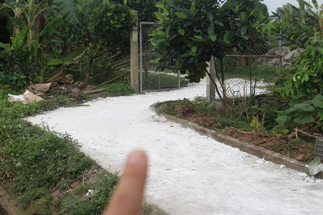  Con đường dẫn vào khu chuyển đổi của gia đình ông Trinh (thôn Nghĩa Dũng, xã Đại Đồng, huyện Tứ Kỳ) phù đầy vôi bột khử trùng 