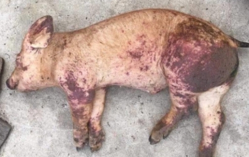 Cách nhận biết thịt nhiễm dịch tả lợn Châu Phi