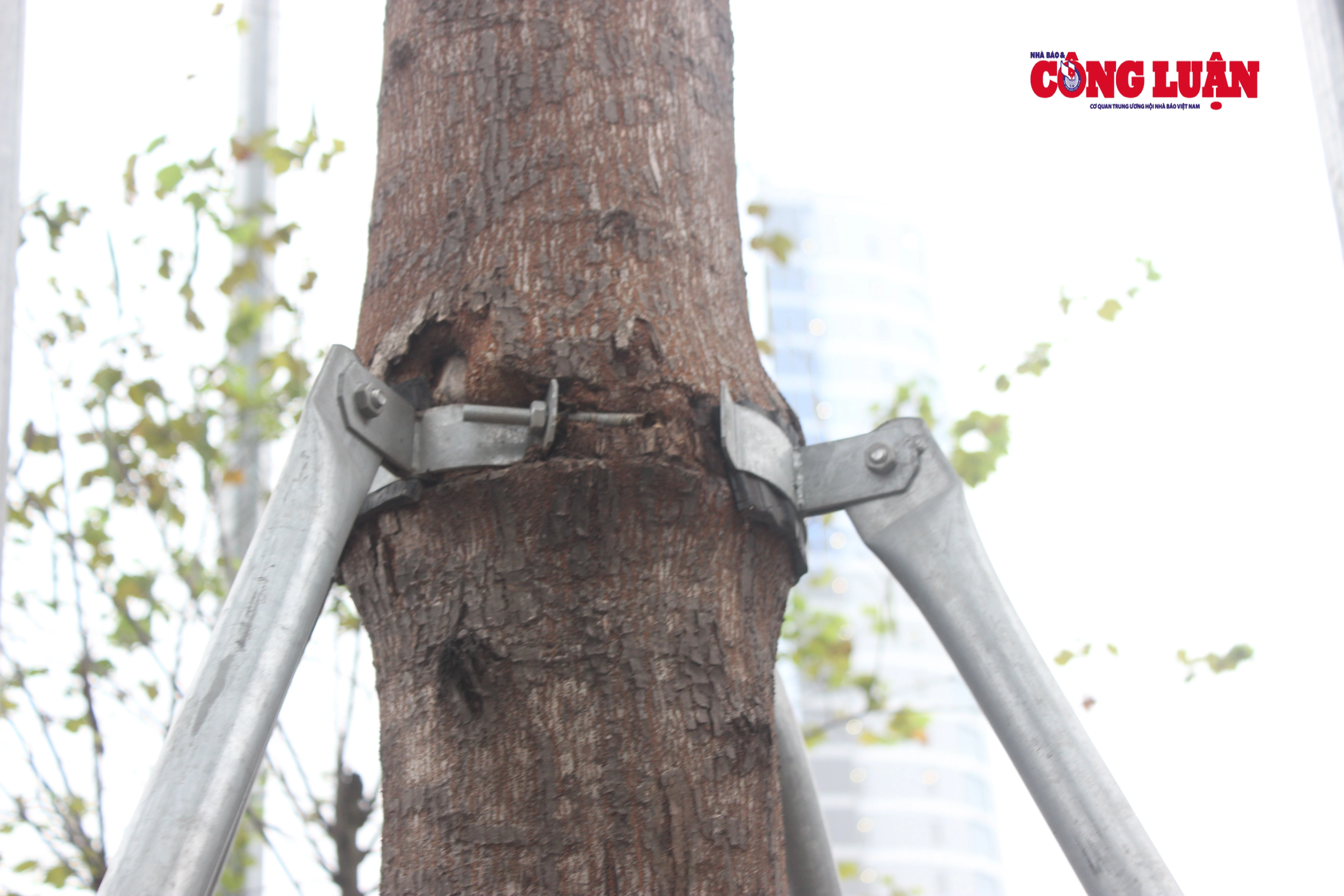 Vòng đai sắt không được tháo ra, cứa sâu vào thân cây tạo thành những vết thương lớn
