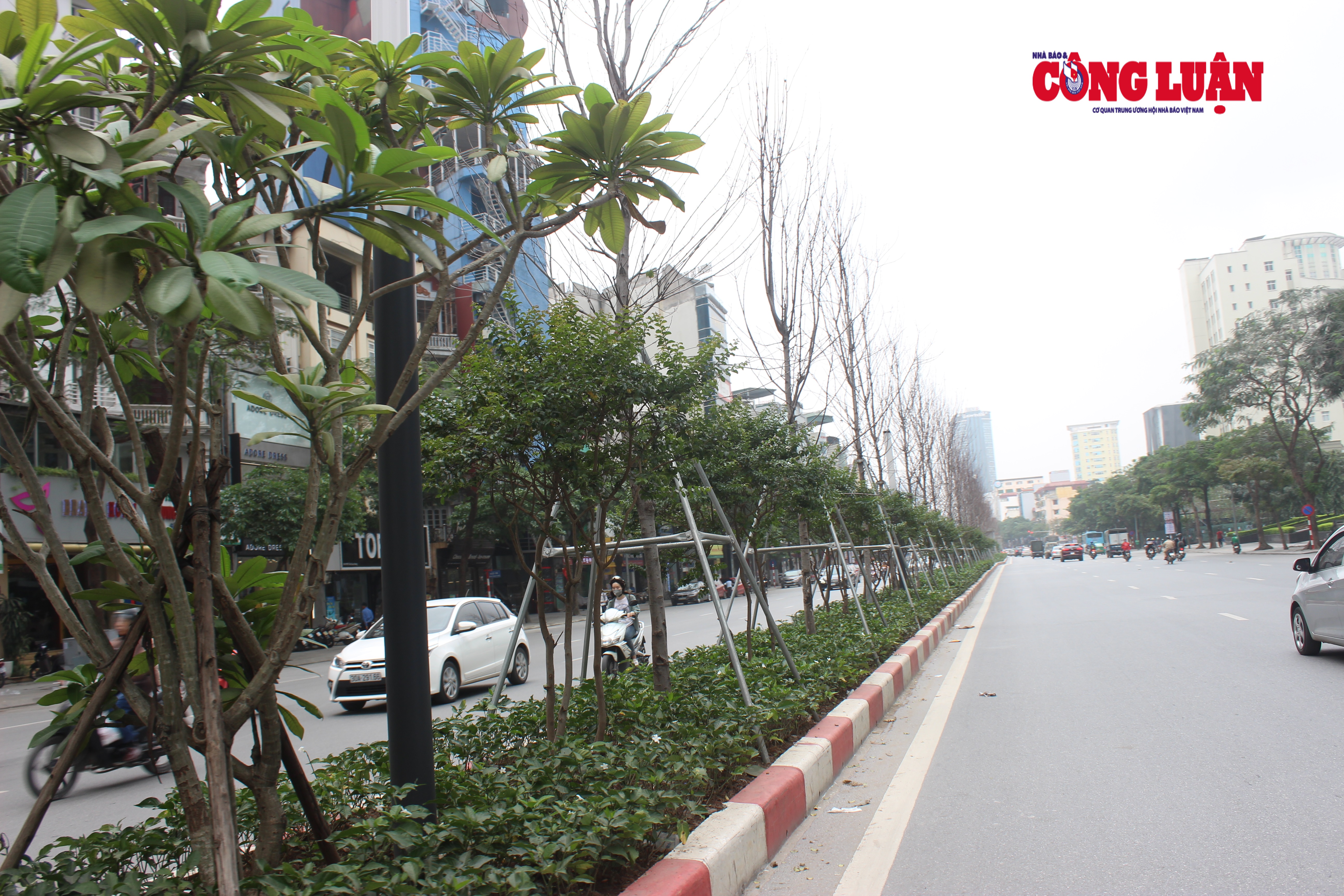 Người dân đang lo lắng cho những cây phong lá đỏ trồng thí điểm tại Hà Nội sẽ không trụ được.
