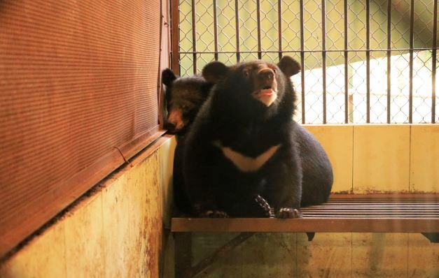 Hai cá thể gấu nhỡ đã được nuôi giữ bởi Rạp xiếc Trung Ương trong khoảng 8 tháng nay. (Ảnh/TCĐVCA cung cấp)