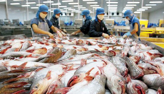 Hưởng lợi từ thuế, xuất khẩu cá tra vào ASEAN tăng mạnh. (Ảnh TL)