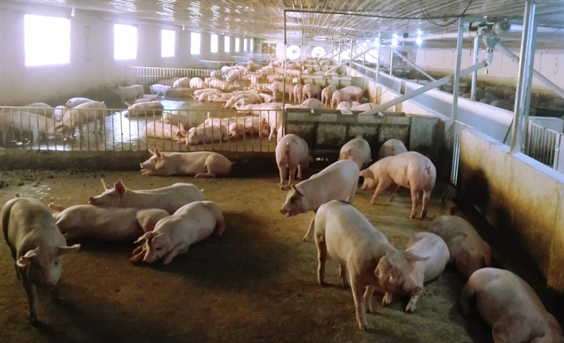 Người tiêu dùng “ngại” thịt lợn do thiếu hiểu biết về dịch tả lợn châu Phi đã khiến cho nhiều hộ chăn nuôi trong khu vực ngưng tái đàn. (Ảnh TL)