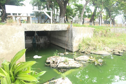 Đà Nẵng: Hồ nước trong Công viên 29/3 bị ô nhiễm - Ảnh 1