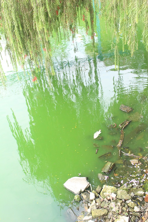 Đà Nẵng: Hồ nước trong Công viên 29/3 bị ô nhiễm - Ảnh 2