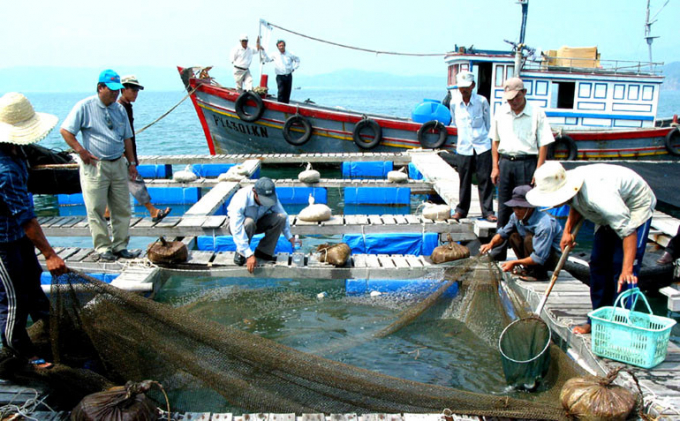 Xây dựng ngành nuôi biển công nghiệp hiện đại, đáp ứng nhu cầu tiêu thụ nội địa và xuất khẩu. (Ảnh TL)