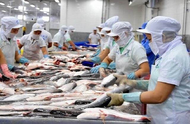Hiện nay, giá trị XK cá tra Việt Nam sang thị trường Nhật Bản đã tăng 12 lần so với năm 2011. (Ảnh TL)