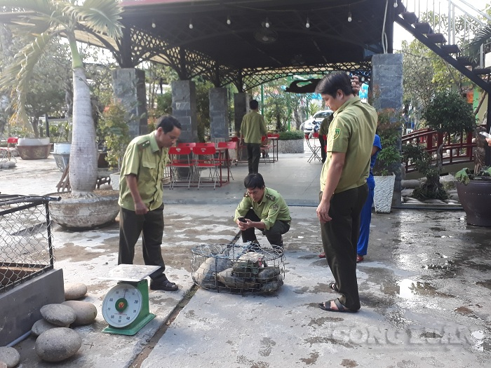 Lực lượng chức năng huyện Bắc Trà My thu giữ 7 cá thể rùa có trọng lượng hơn 30kg. (Ảnh: H.T)