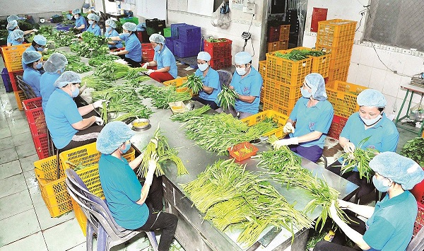 Nhiều lô hàng nông sản của Việt Nam xuất khẩu bị trả về - Ảnh 1