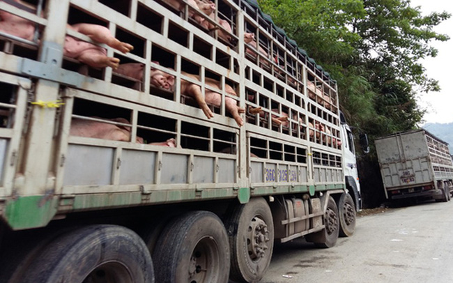 Cơ quan chức năng tỉnh Quảng Nam đã tạm giữ một xe tải chở lợn từ tỉnh Bắc Ninh bị mắc bệnh dịch tả Châu Phi. (Ảnh TL)