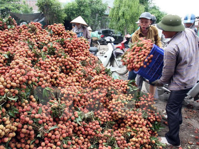 Dự báo năm nay xuất khẩu vải quả của Việt Nam sang thị trường Trung Quốc sẽ gặp nhiều điều kiện thuận lợi (Ảnh TL)