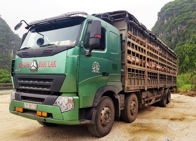 Thanh Hóa: Bắt giữ, tiêu hủy 160 con lợn nghi nhiễm dịch tả châu Phi - Ảnh 1