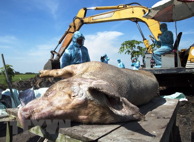 Thêm hai tỉnh Kon Tum, Bạc Liêu xuất hiện ổ dịch tả lợn châu Phi - Ảnh 1