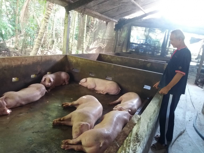 Đàn lợn của ông Lê Ngọc Tài bị bệnh DTLCP. Ảnh NT