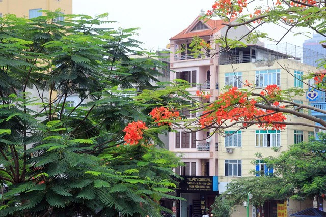 Màu đỏ của hoa phượng rực rỡ giữa những tán xanh của lá cây và những ngôi nhà đa màu sắc, kết hợp với màu của nắng tháng 5, tất cả tạo nên sắc màu rực rỡ cho mùa hè của Hà Nội.