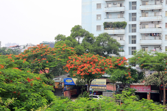 Vì vậy, theo ghi nhận của PV, tại một số tuyến phố lớn ở Thủ đô, như đường Thanh Niên, đường Láng... phượng nở hoa đỏ rực.