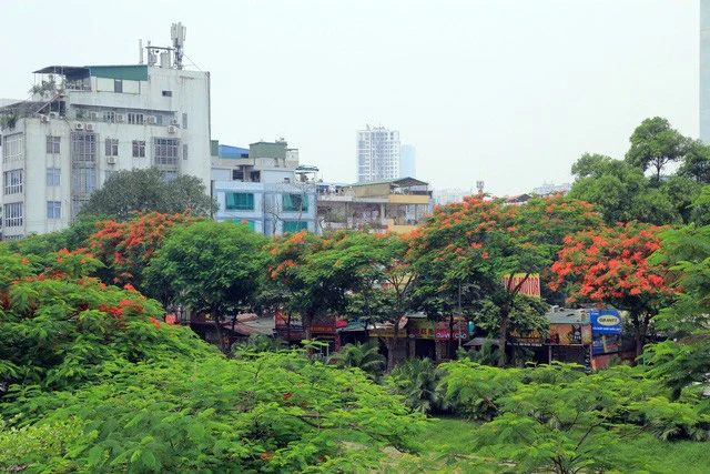 Trên trục đường Quan Hoa (Cầu Giấy), hoa phượng đỏ rực xen giữa những tán xanh của cây, bên cạnh lan can các căn nhà...