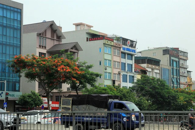 Cây phượng đỏ bên đường Nguyễn Khang (Cầu Giấy).
