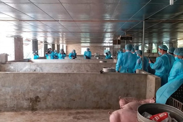 Kiểm tra công tác vệ sinh phòng dịch trên đàn lợn. Ảnh: Lao Động