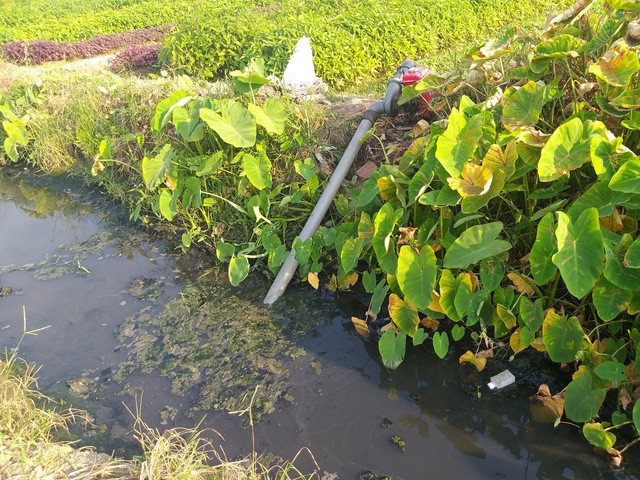 Hải Phòng: Hàng chục hecta ruộng ở huyện An Dương bỏ hoang vì mương thủy lợi ô nhiễm - Ảnh 2.
