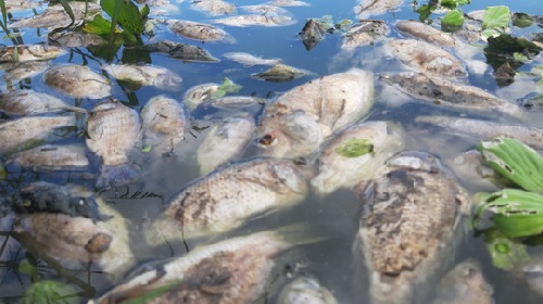 Đà Nẵng: Cá chết trắng tại hồ điều tiết Trung Nghĩa - Ảnh 1