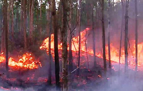 Phú Yên: Xử lý nghiêm các hành vi gây cháy rừng - Ảnh 1