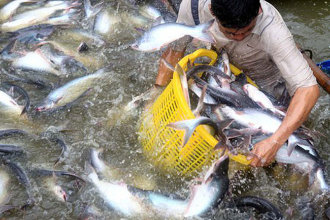Cá tra Việt Nam đang có nhiều lợi thế ở sân chơi khu vực ASEAN (Ảnh minh họa)