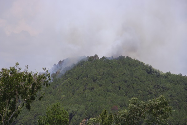 Sáng cứu 5 người khỏi vụ cháy nhà, trưa khống chế vụ cháy rừng thông hàng chục năm tuổi - Ảnh 3