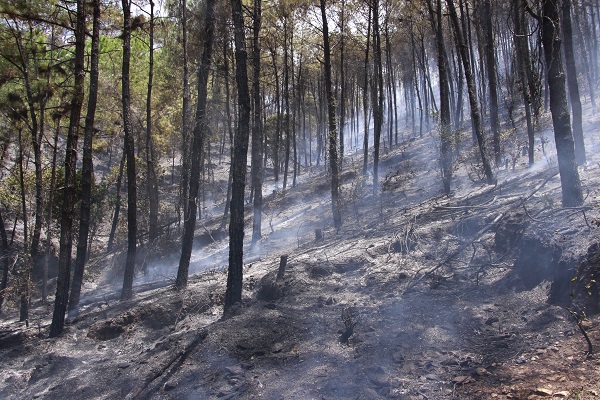 Sáng cứu 5 người khỏi vụ cháy nhà, trưa khống chế vụ cháy rừng thông hàng chục năm tuổi - Ảnh 7