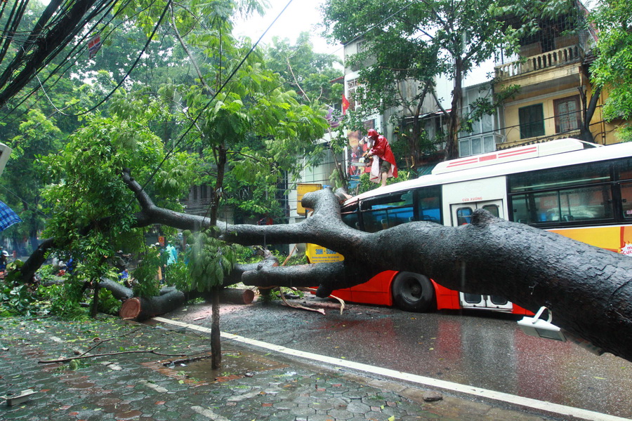 Trời mưa bão có thể làm nhiều cây cổ thụ bật rễ gây nguy hiểm đến tính mạng con người 