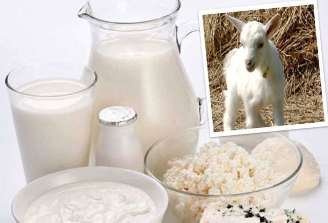 Sữa dê và các sản phẩm từ sữa dê luôn được đánh giá là có giá trị dinh dưỡng cao 