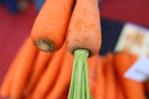 Cận cảnh cuống cà rốt